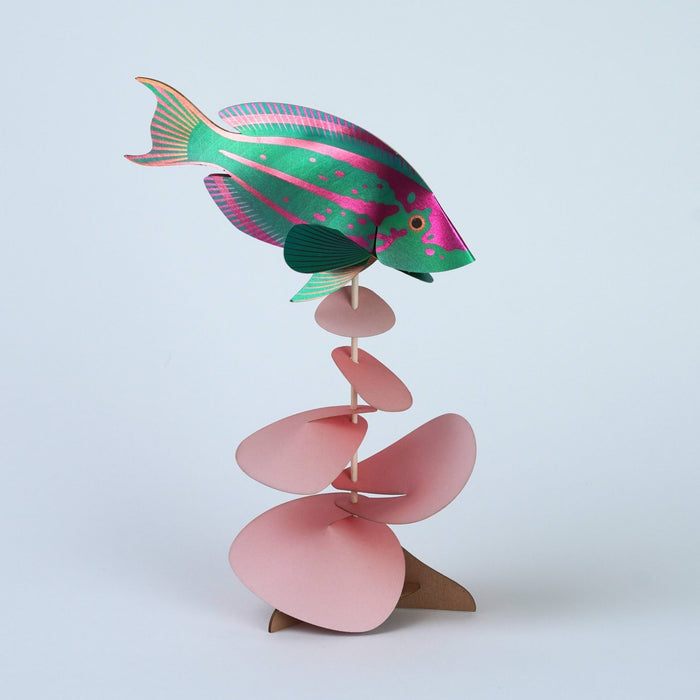Paper Rainbow Wrasse