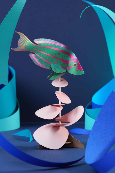 Paper Rainbow Wrasse
