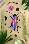 Assembli-rosalia-beetle-purple-low